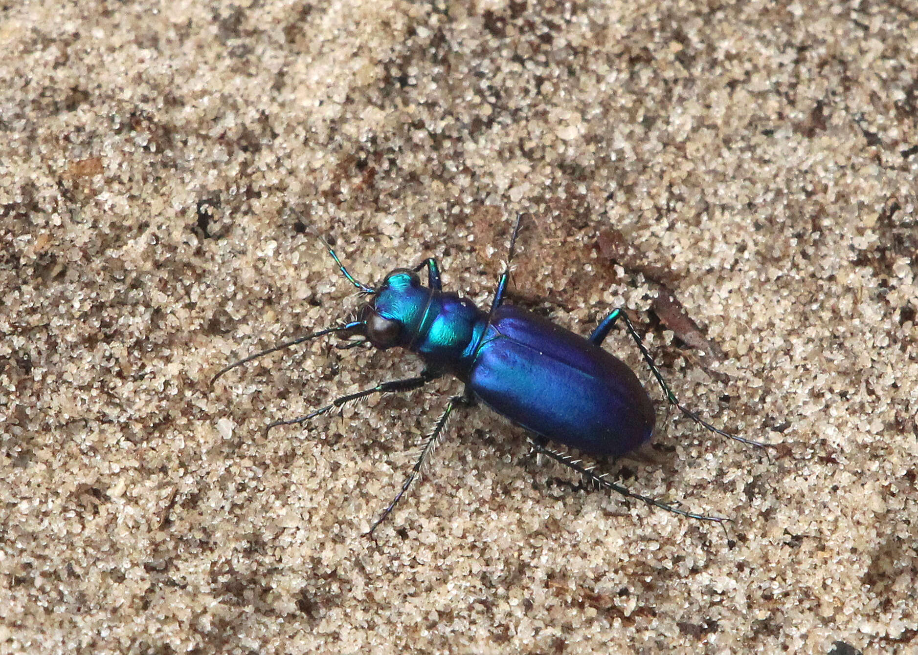 Image of Cicindela (Cicindela) scutellaris unicolor Dejean 1825