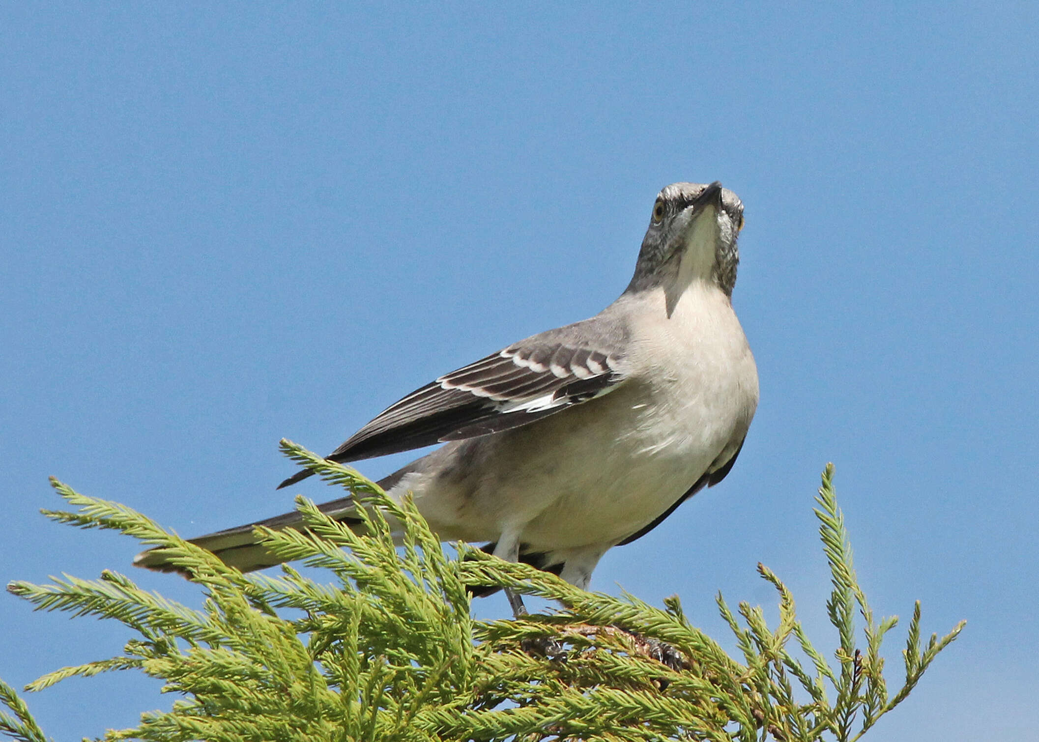 Image of Northern Mockingbird