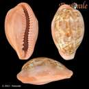 Image of pear cowrie