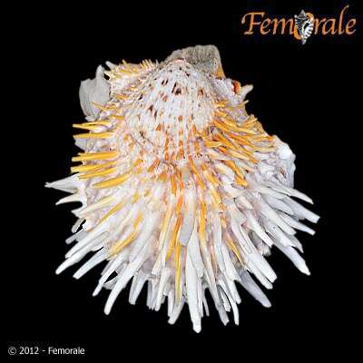 Image of Spondylus zonalis Lamarck 1819