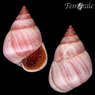 Image of Mangrove periwinkles