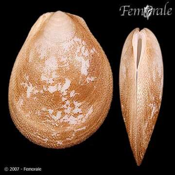 Слика од Ctenoides mitis (Lamarck 1807)