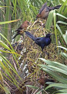 Image of Boat-tailed Grackle