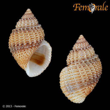 Image of Paludomidae