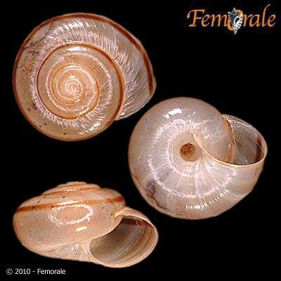 Imagem de Helminthoglyptidae