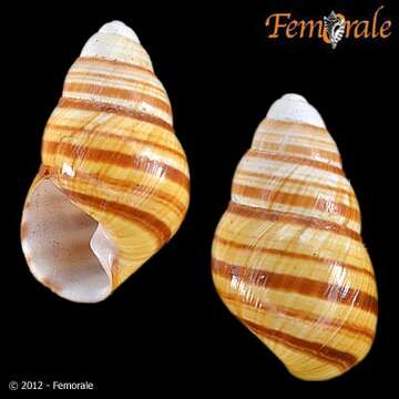 Image of Achatinella