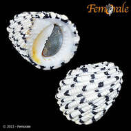 Image of textile nerite