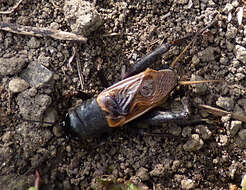 Image of Jamaican Field Cricket