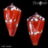 Imagem de Conus pseudocardinalis Coltro 2004