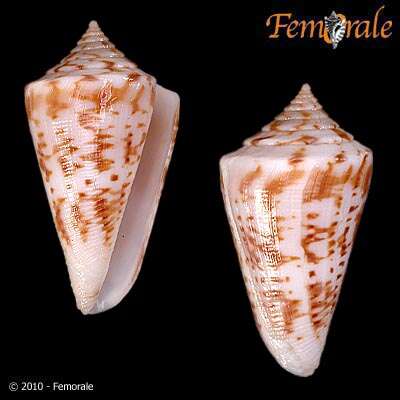 Image of cone snails