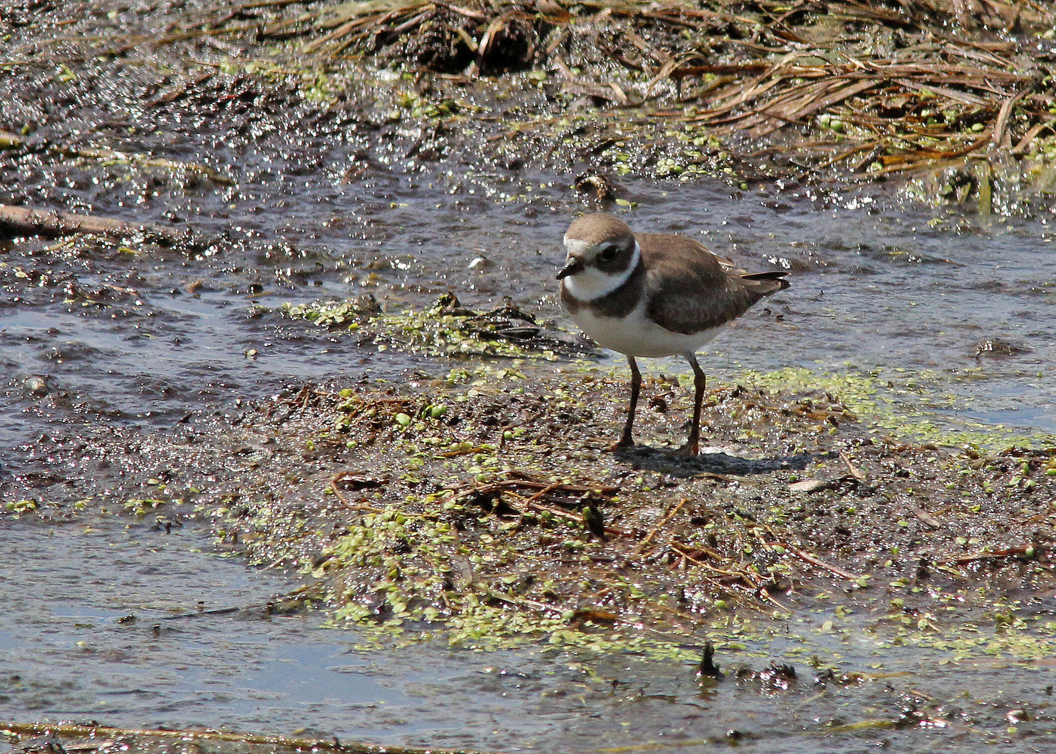 Image of Semipalmated Plover