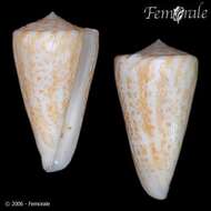 صورة Conus lemniscatus Reeve 1849