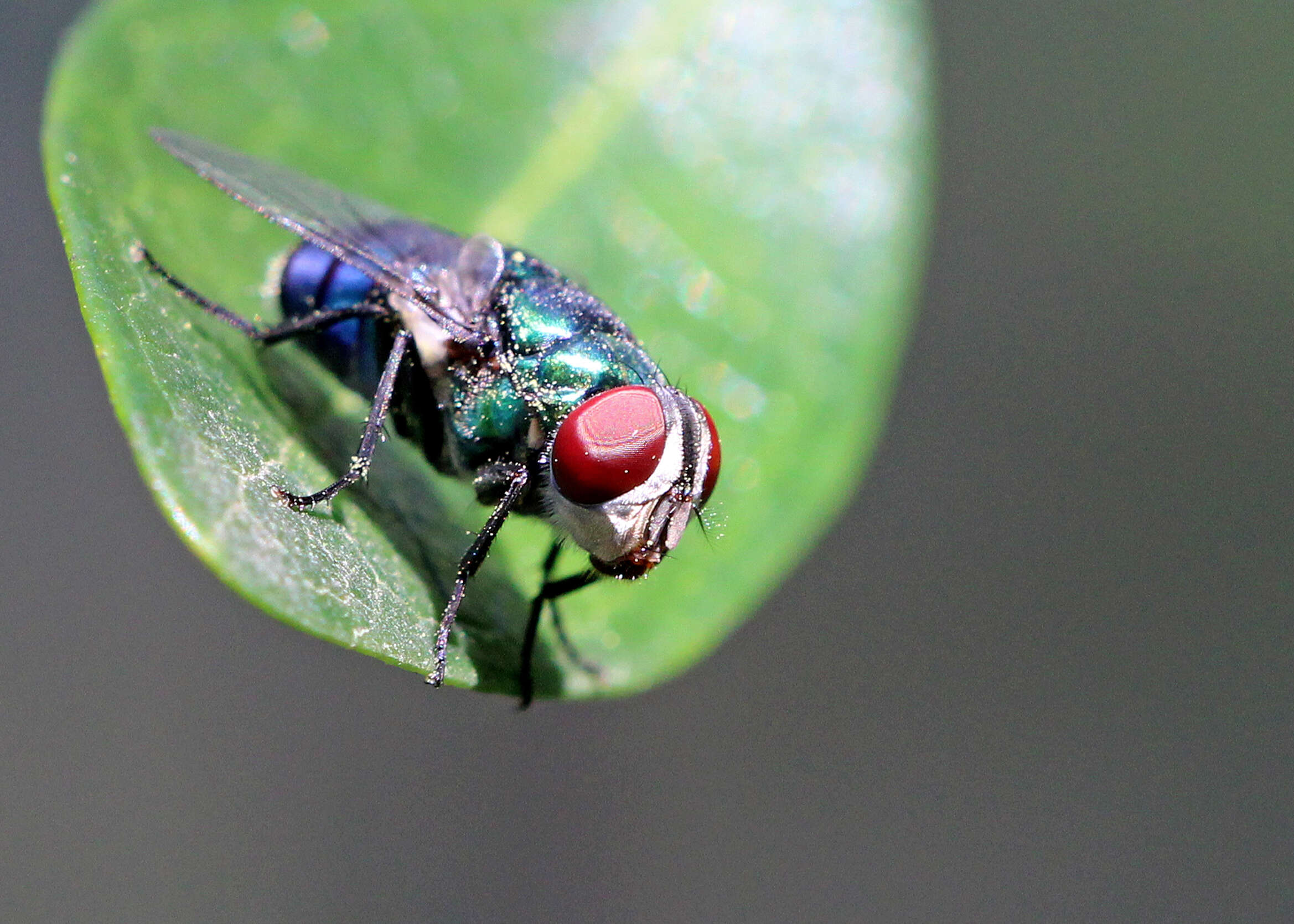 Image of Blow fly