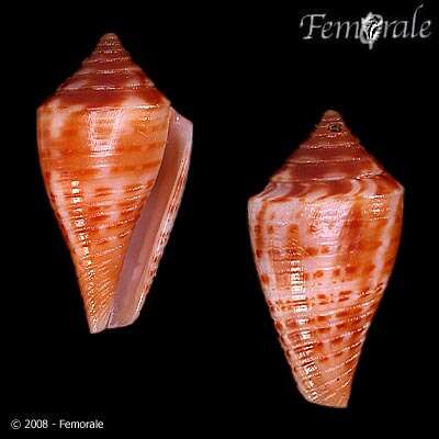 Image of Conus cingulatus Lamarck 1810