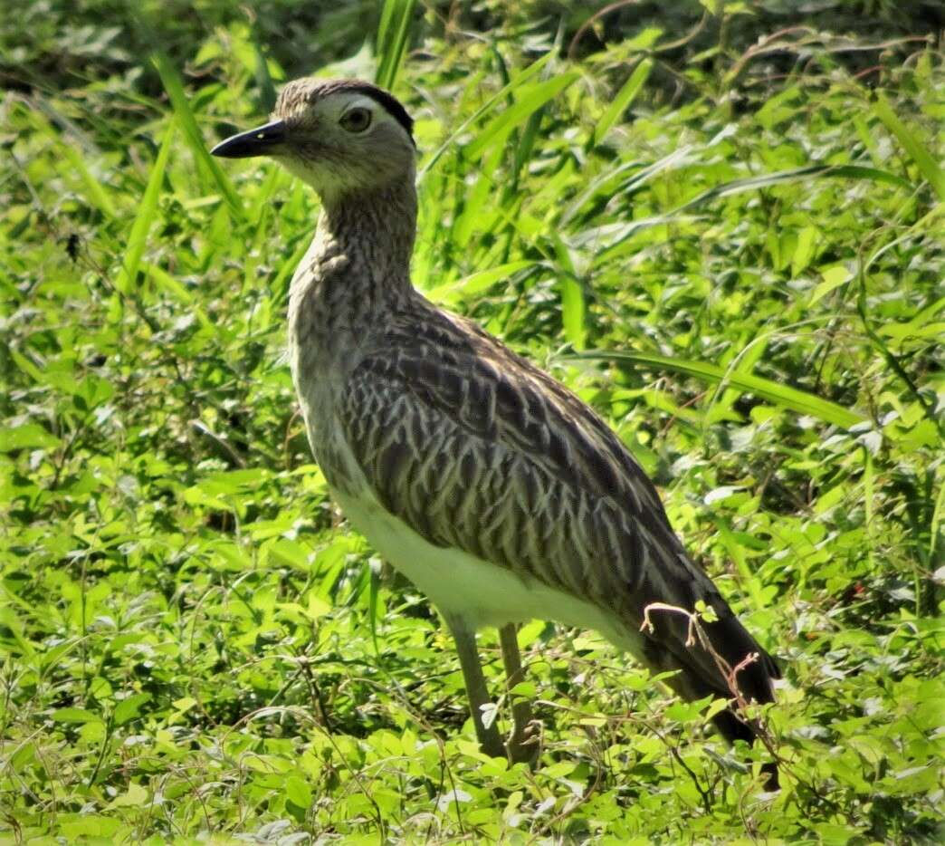 Слика од Burhinus bistriatus (Wagler 1829)