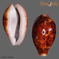 Image of cowrie