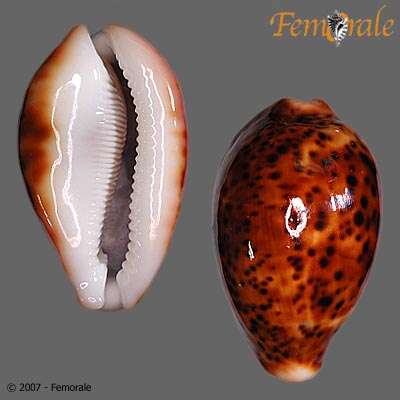 Image of cowrie