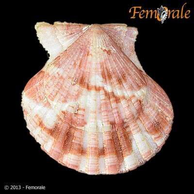 Image of Cryptopecten Dall, Bartsch & Rehder 1938