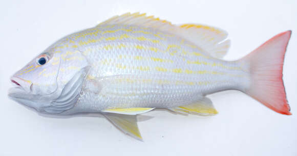 Image of Bream