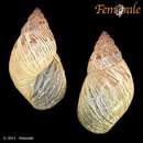 Image of <i>Stenostylus colmeiroi</i> (Hidalgo 1872)