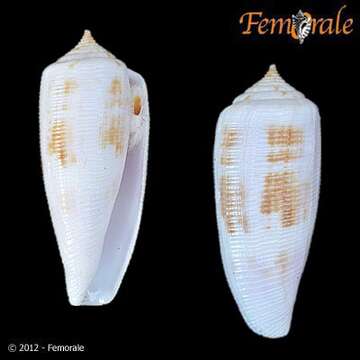 صورة Conus Linnaeus 1758