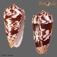 Image of cone snails