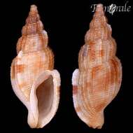 صورة Cancellariidae Forbes & Hanley 1851