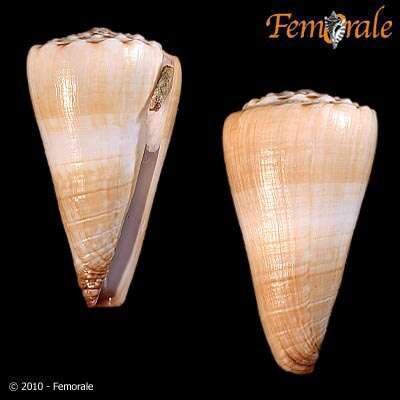 Image of cone snails