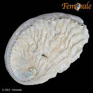 Image of Haliotoidea Rafinesque 1815