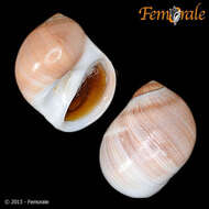 Image of moon snails