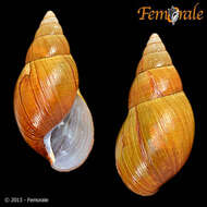 Image of Achatina Lamarck 1799