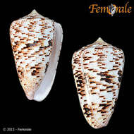 Image of cone snails