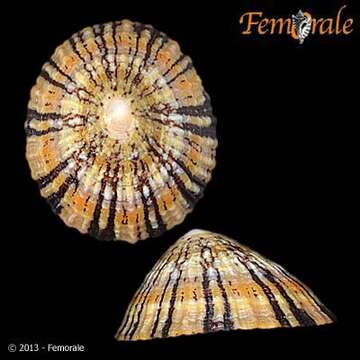 Imagem de Nacellidae Thiele 1891