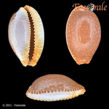 Image of half-extending cowry