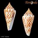 Image of <i>Conus scalaris dispar</i> Sowerby 1833