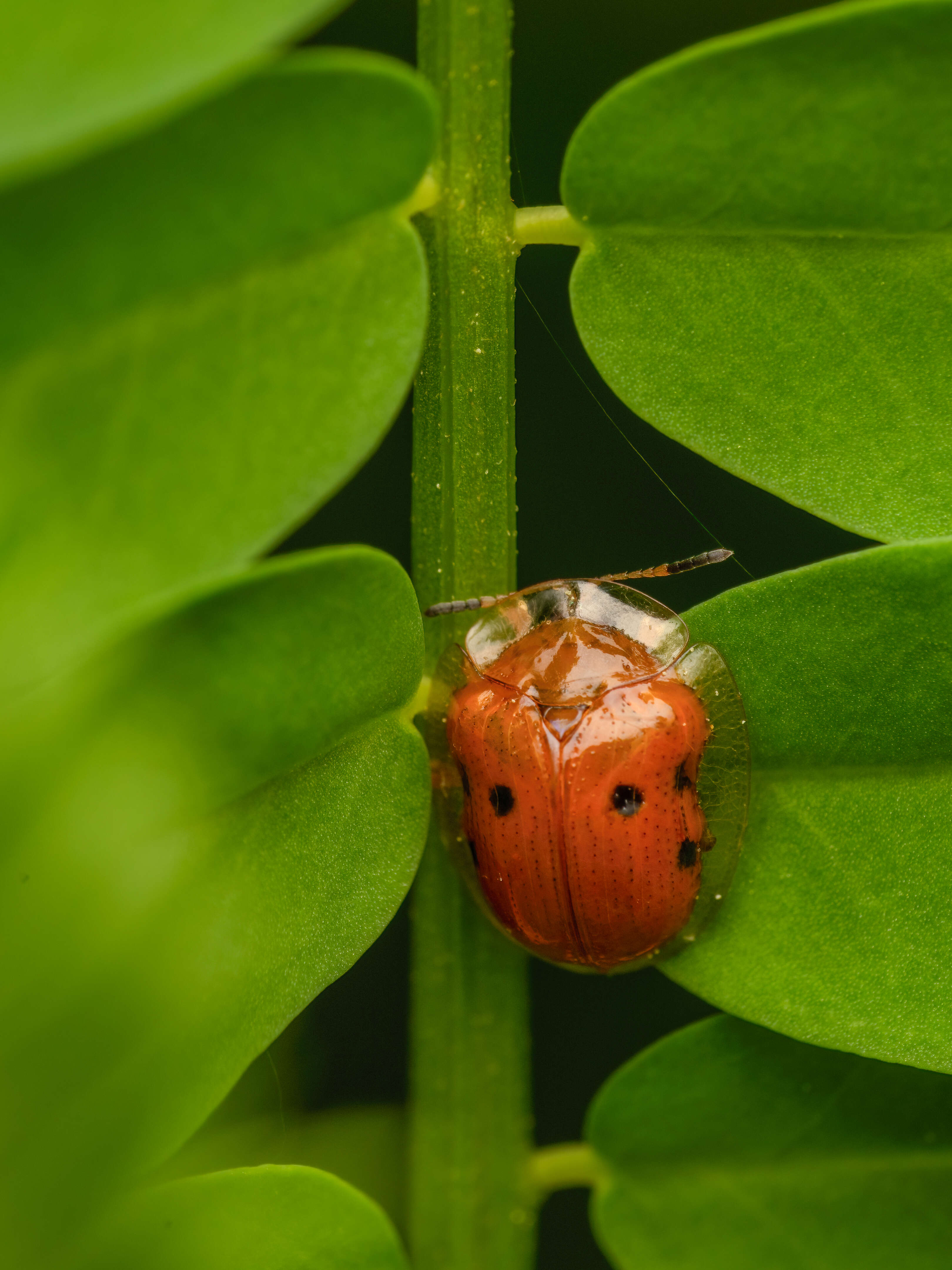 Imagem de Charidotella (Charidotella) sexpunctata (Fabricius 1781)