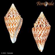 Image of cone snails