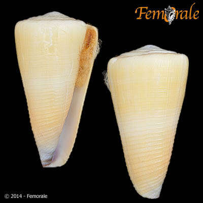 Image of cone snails