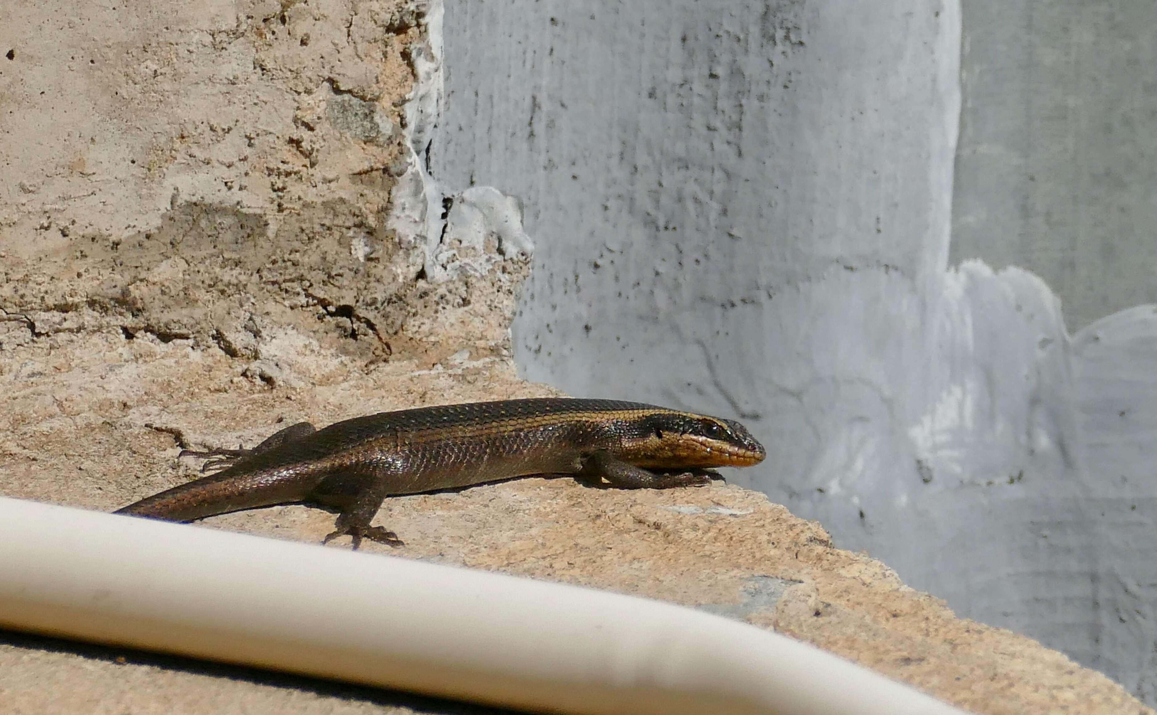 Image of Montane Speckled Skink