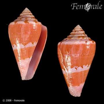 Image of cone snails