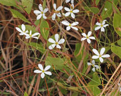 Image of shortleaf rose gentian