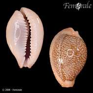 Image of Fuzzy cowrie shell