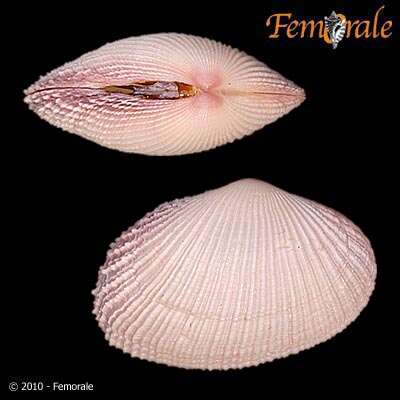 Imagem de Psammobiidae J. Fleming 1828