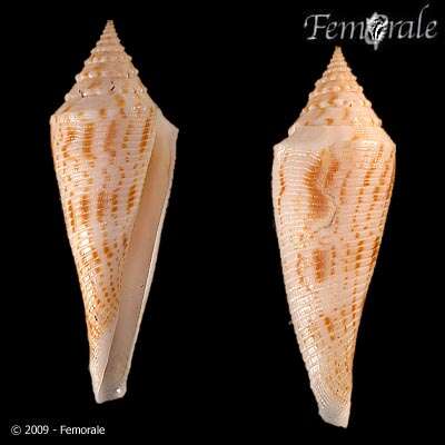 Image of Conasprella Thiele 1929