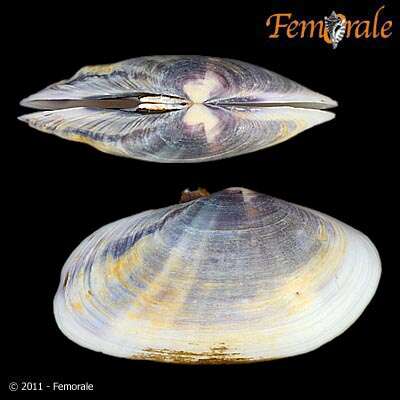 Imagem de Psammobiidae J. Fleming 1828