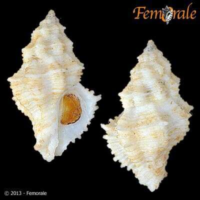 Image of Babelomurex Coen 1922