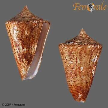 Image de Conus lemniscatus Reeve 1849