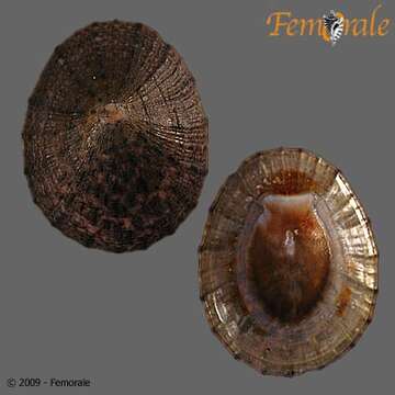 Imagem de Nacellidae Thiele 1891