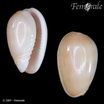 Image of <i>Persicula cornea</i> (Lamarck 1922)