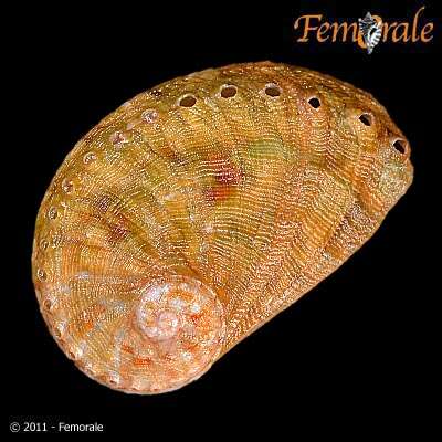 Image of Haliotoidea Rafinesque 1815